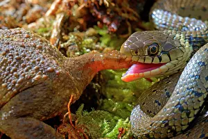 Natrix: Barred grass snake (Natrix helvetica), eating a