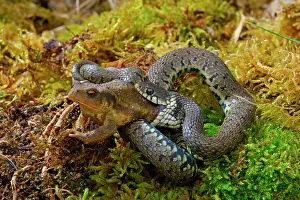 Natrix: Barred grass snake (Natrix helvetica), eating a