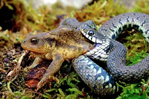 Natrix: Barred grass snake (Natrix helvetica), eating a