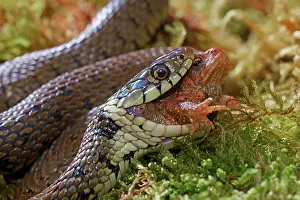 Natrix: Barred grass snake (Natrix helvetica), eating a