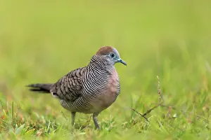 Seychelles: Barred Grond Dove - Seychelles
