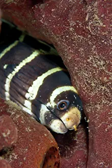 Copepod: Barred Moray - with many Copepods on its face