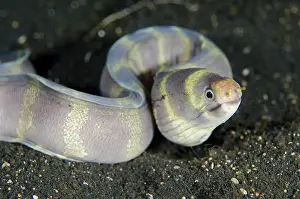 Echidna: Barred Moray Eel -on black sand on night dive