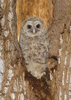 Fledging: Barred Owl