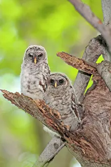 Varia: Barred Owl