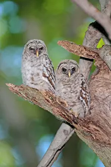 Varia: Barred Owl