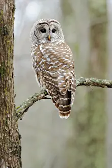 Varia: Barred owl