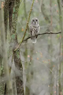 Varia: Barred owl