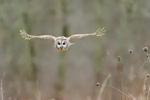 Varia: Barred owl