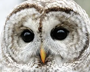 Disk: Barred owl