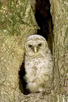 Hoot: Barred Owl