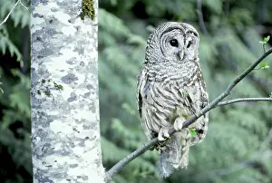 Varia: Barred Owl