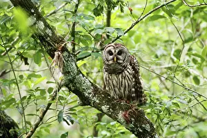 Corkscrew: Barred Owl