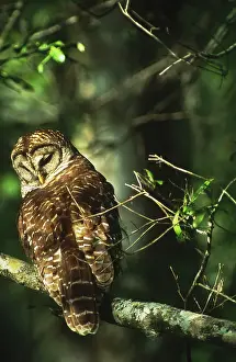 Corkscrew: Barred Owl