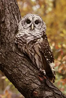Varia: Barred Owl