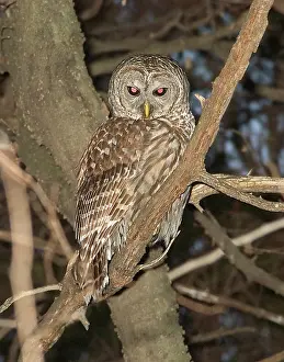 Dallas: Barred Owl