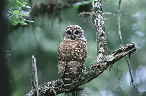 Varia: Barred Owl