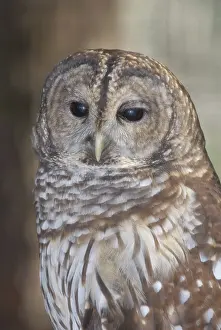 Myrtle: Barred Owl