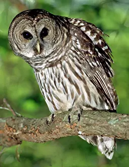 Hoot: Barred Owl