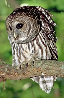 Hoot: Barred Owl