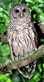 Hoot: Barred Owl