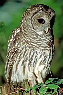 Hoot: Barred Owl