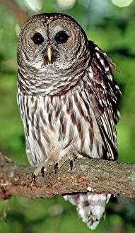 Hoot: Barred Owl