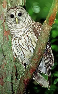 Hoot: Barred Owl