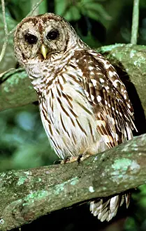 Hoot: Barred Owl