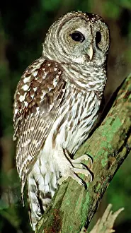 Hoot: Barred Owl