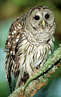 Hoot: Barred Owl