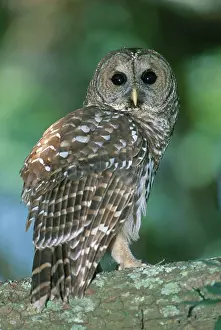 Varia: Barred Owl