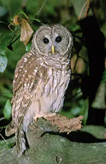 Varia: Barred Owl