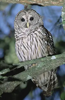 Varia: Barred Owl