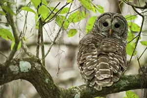 Jupiter: Barred Owl