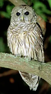 Hoot: Barred Owl
