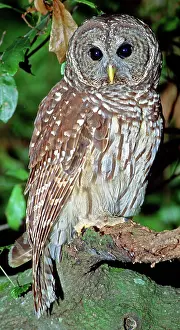 Hoot: Barred Owl
