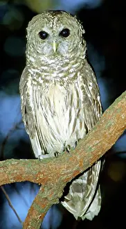 Hoot: Barred Owl