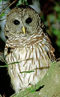 Hoot: Barred Owl