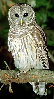 Hoot: Barred Owl