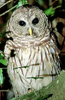 Hoot: Barred Owl