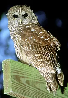 Hoot: Barred Owl