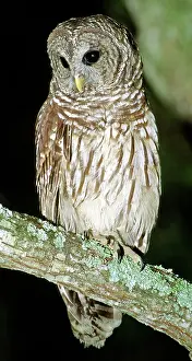 Hoot: Barred Owl