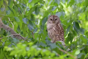 Varia: Barred Owl adult in day roost near nest cavity