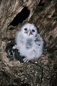 Varia: Barred Owl - chick in nest with prey, flying squirrel