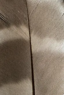 Chordate: Barred owl feather, Strix varia, Stanley