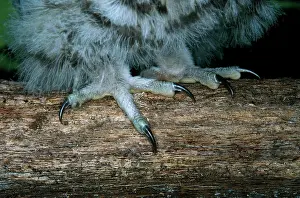 Talons: Barred Owl Feet and Talons