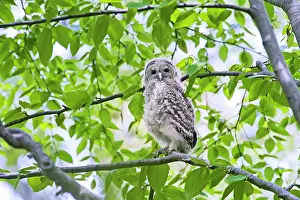 Fledgeling: Barred Owl - fledgeling in May