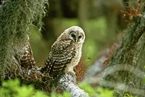 Varia: Barred Owl Fledgling