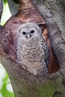 Varia: Barred Owl - fledgling just outside of their nest cavity
